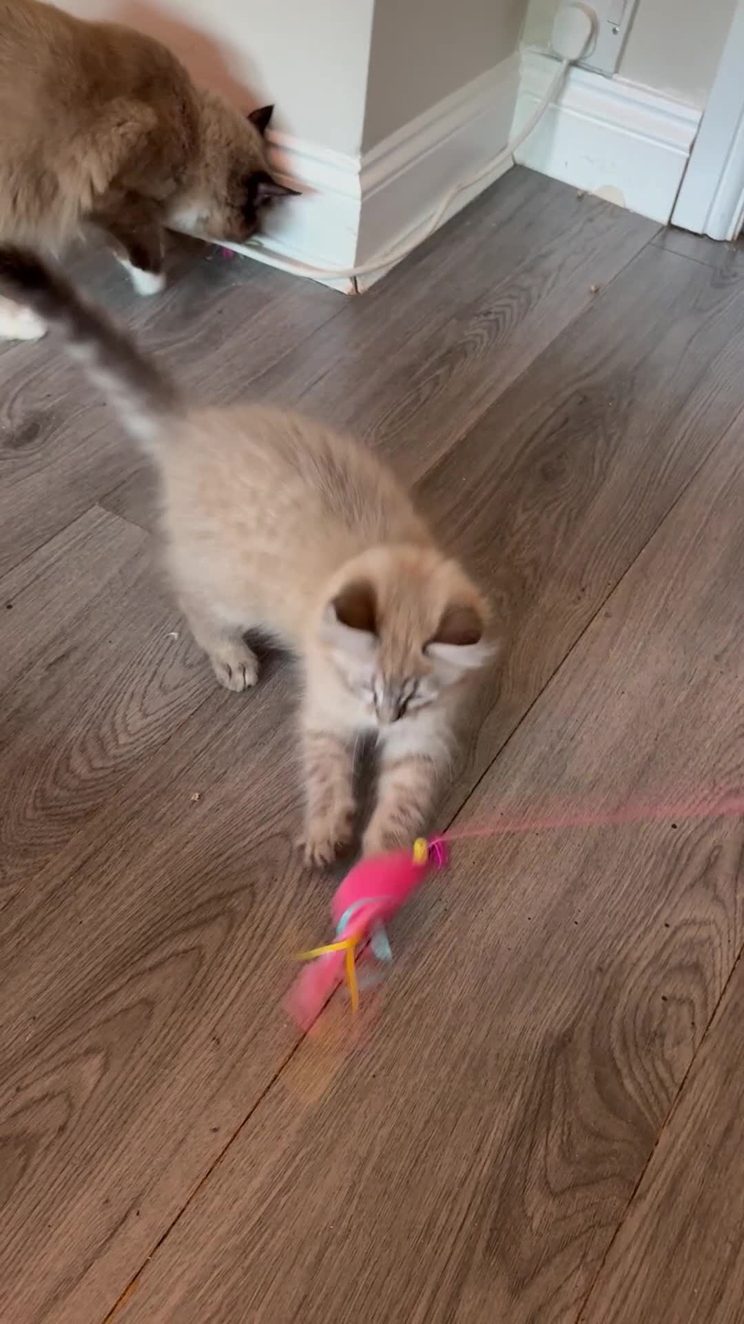 Ragdoll cats for sale: READY NOW! Last Female rare mink lynx ragdoll - Video 1