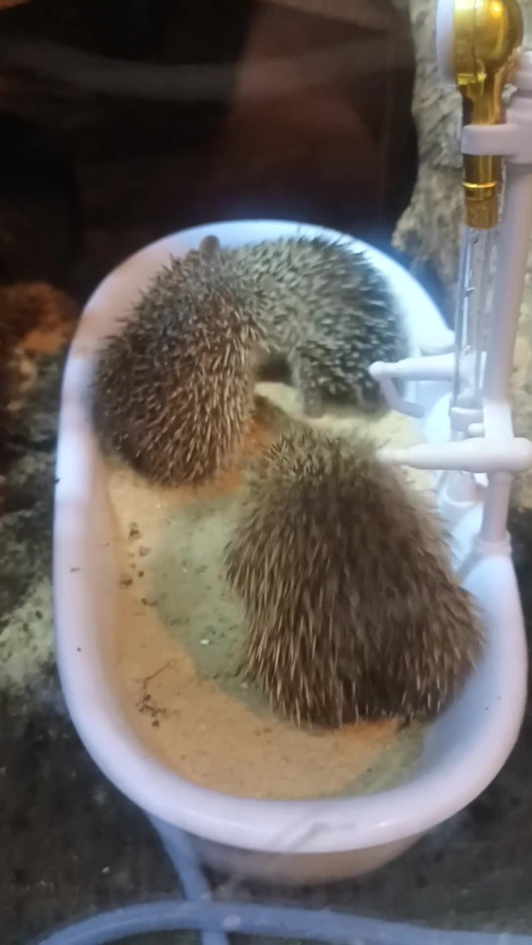 Mixed Breed reptiles for sale: Lesser Hedgehog Tenrecs - Video 1