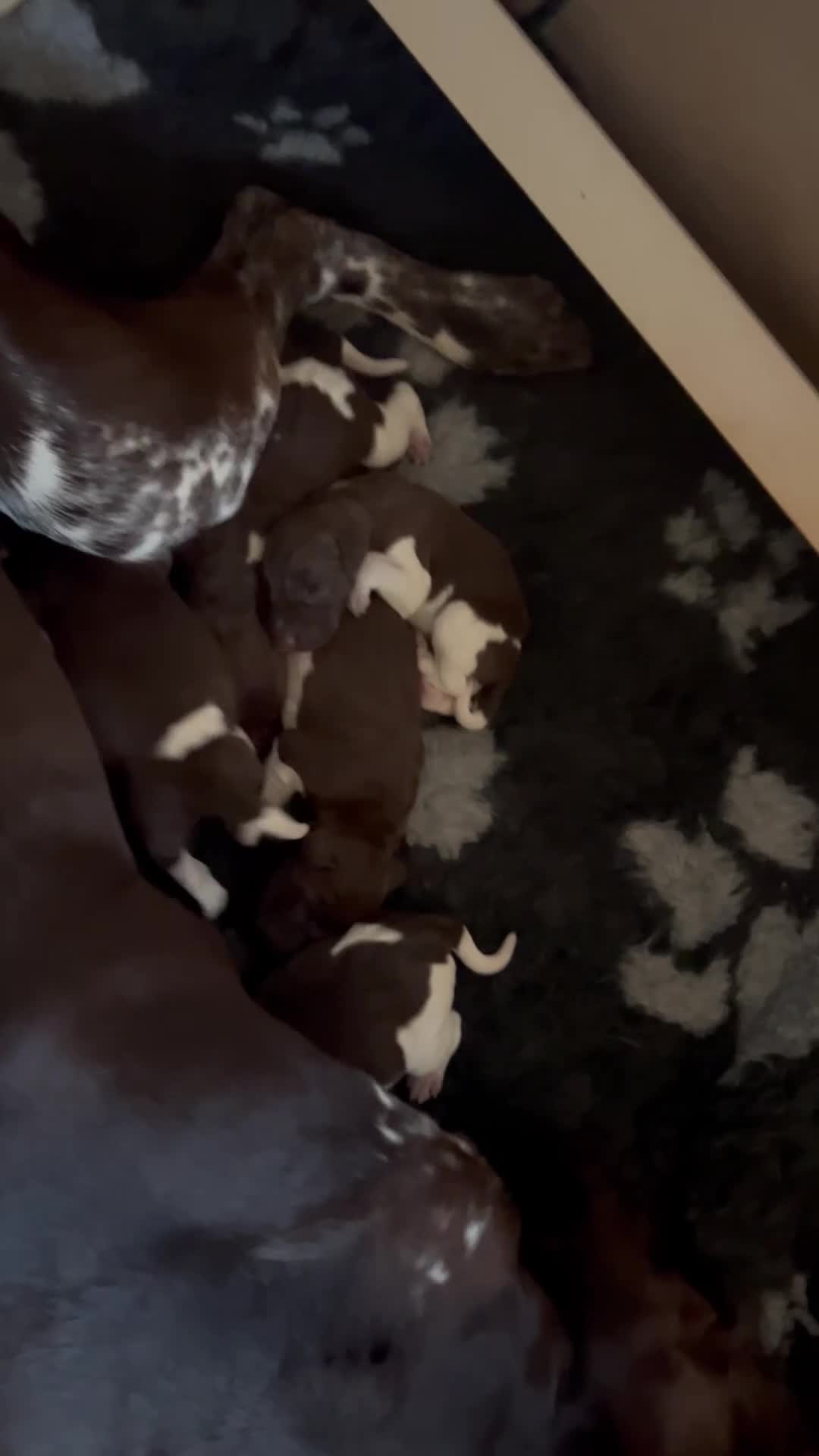 German Shorthaired Pointer dogs for sale: Beautiful KC reg German Shorthaired Pointer Pups - Video 1