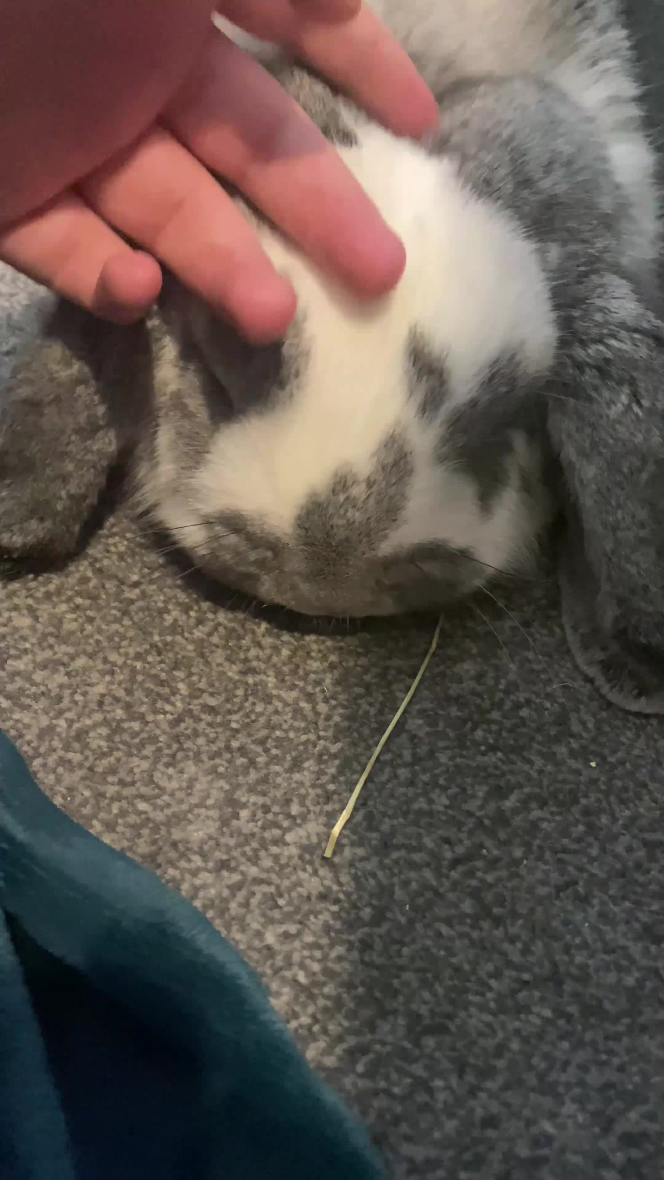 Mini Lop rabbits for sale: looking for willows forever home ❤️ - Video 1