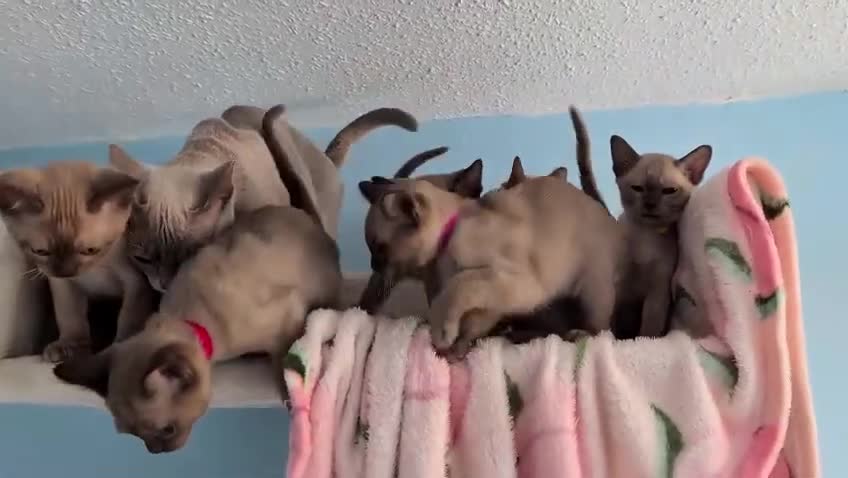 Burmese cats for sale: GCCF Chocolate Burmese  - Video 1