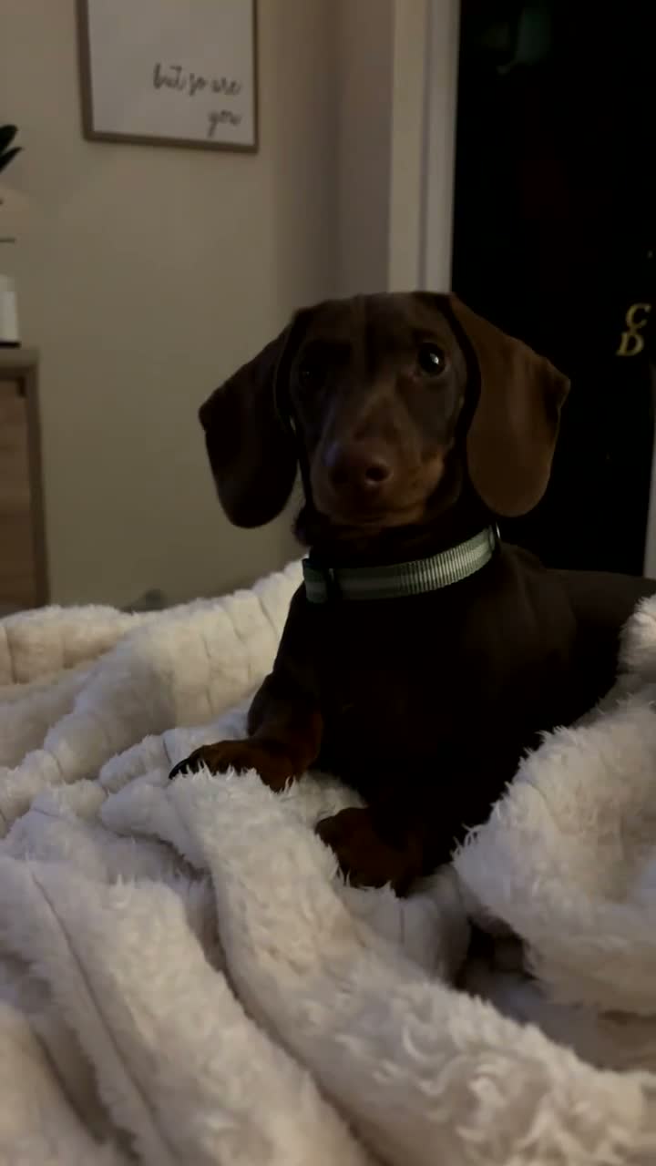 Miniature Dachshund dogs for sale: Miniature dachshund puppy looking for forever home in Huddersfield - Video 1