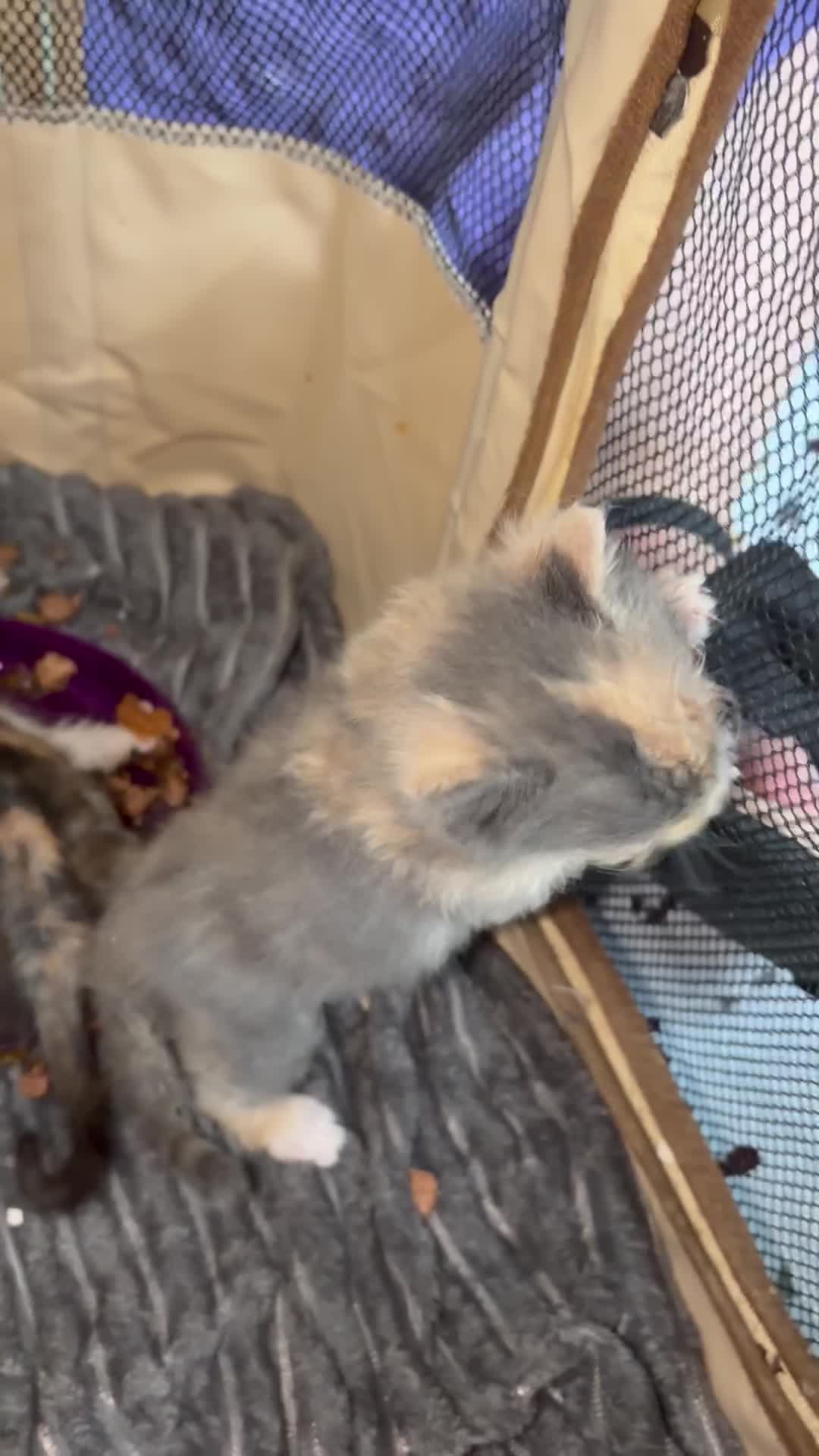Mixed Breed cats for sale: 7 Kittens - Video 4