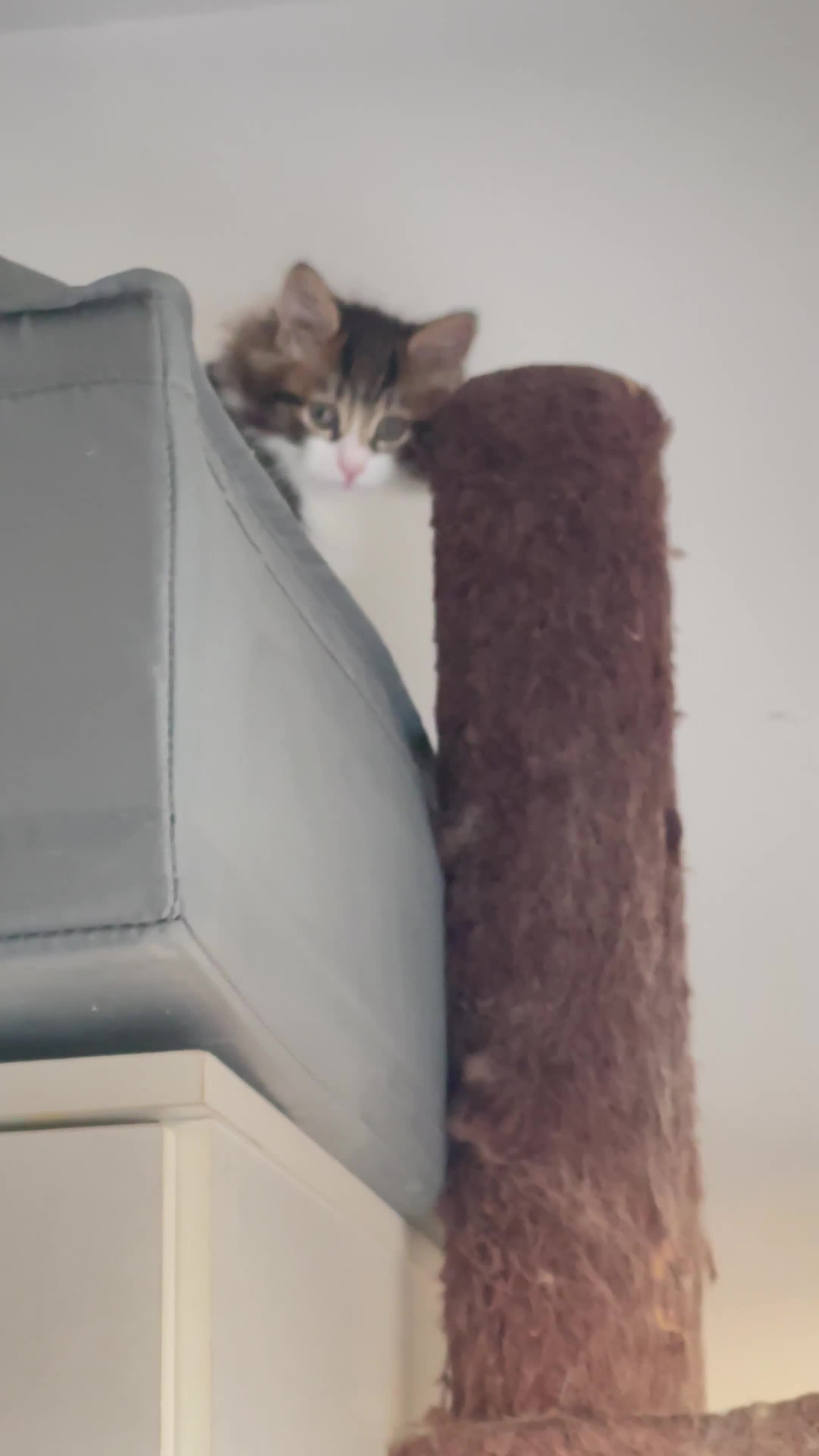 Kurilian Bobtail cats for sale: Reserved Kurilian Bobtail  kitten in spring  - Video 1