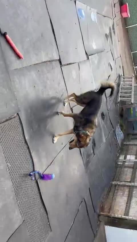 Mixed Breed dogs for adoption: Meet DIEGO - A Lovely Boy for a Loving Home - Video 3