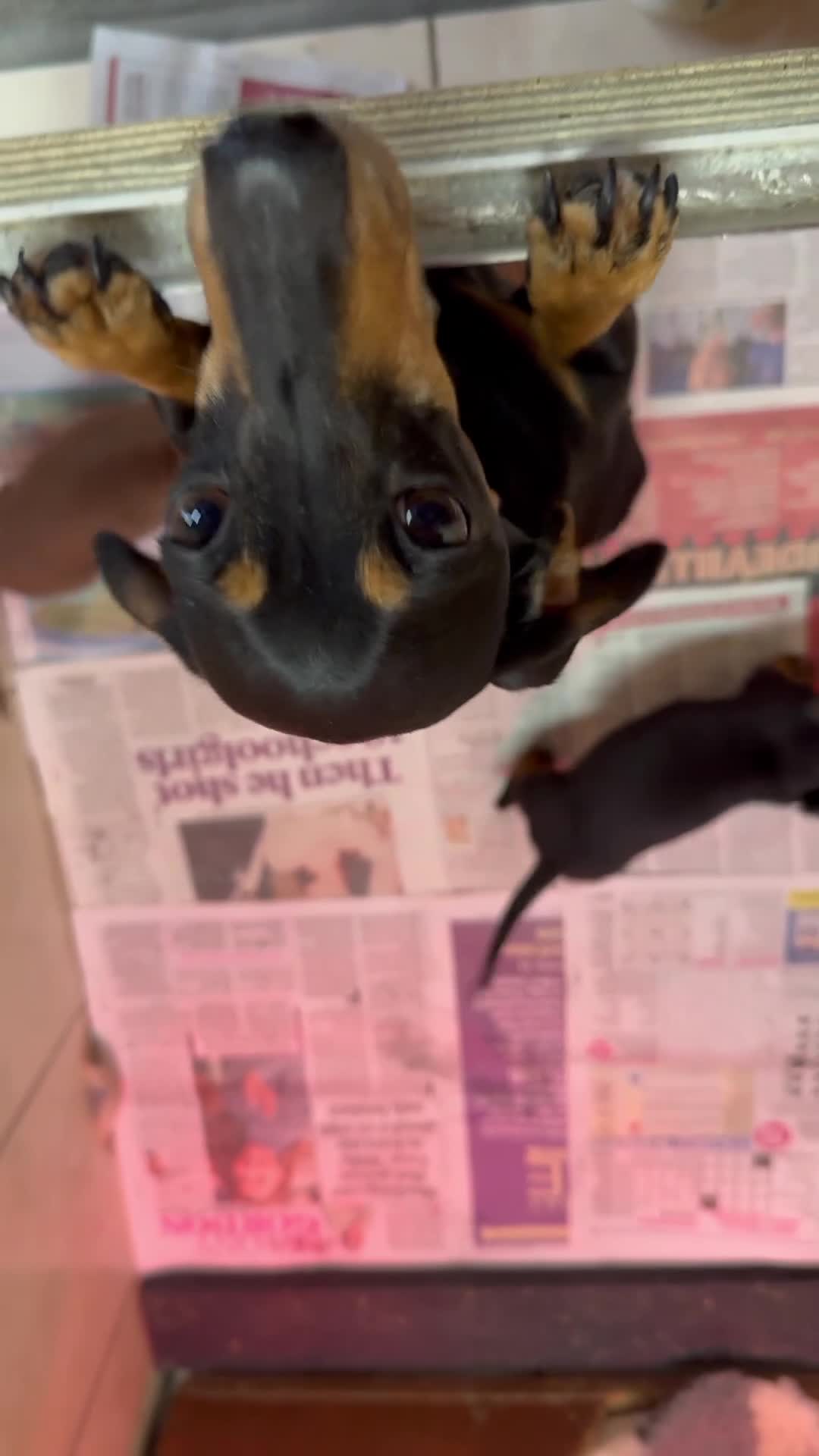 Miniature Dachshund dogs for sale: Miniature dachshund puppies - Video 1