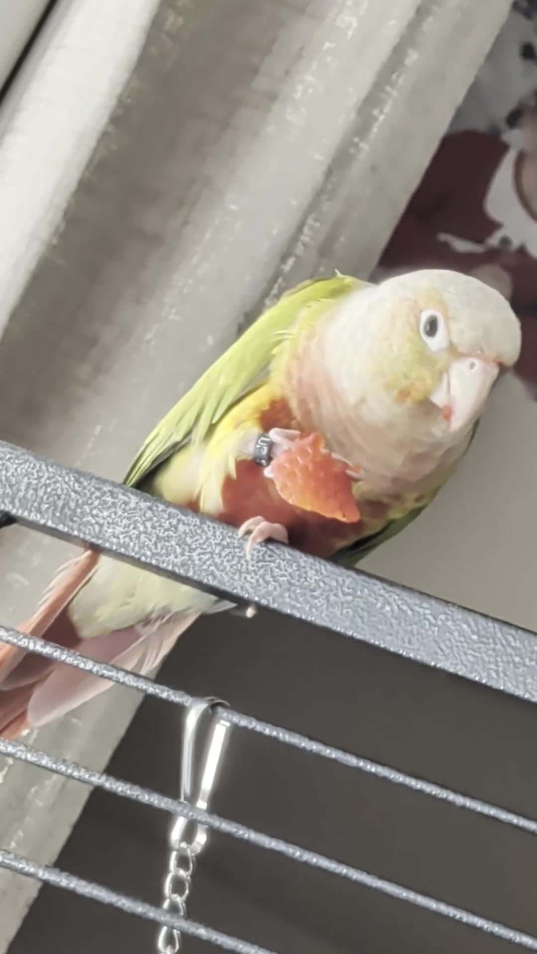 Parrots birds for sale: semi tame Pineapple canure Parrott   - Video 1