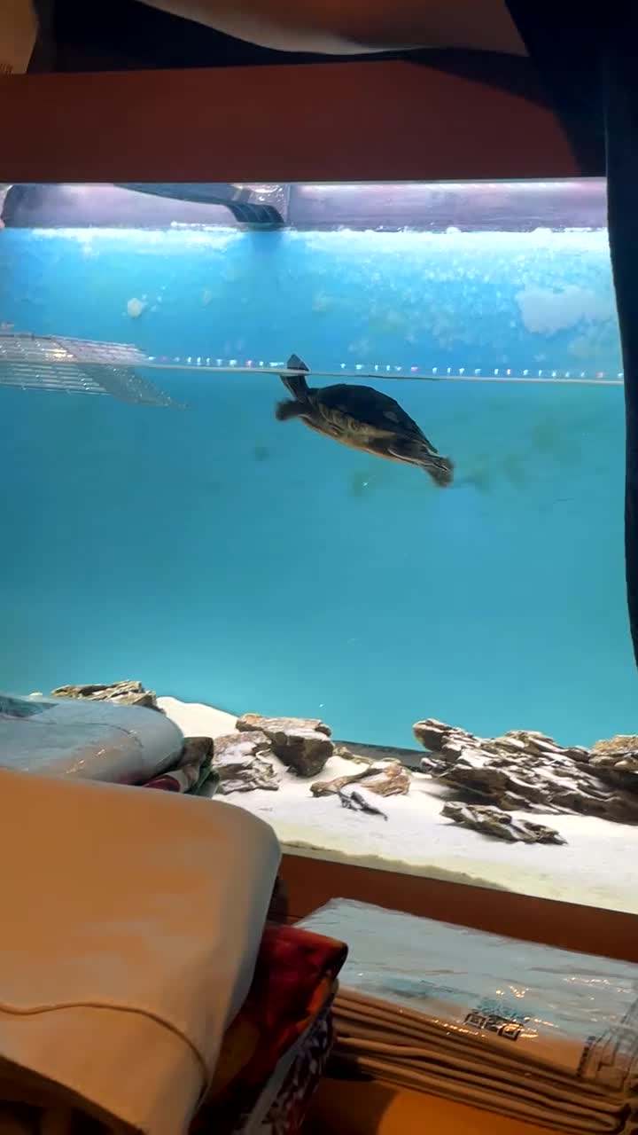 Turtle reptiles for sale: 2 Mississippi Map Turtles with Full Setup  in Burnley - Video 1