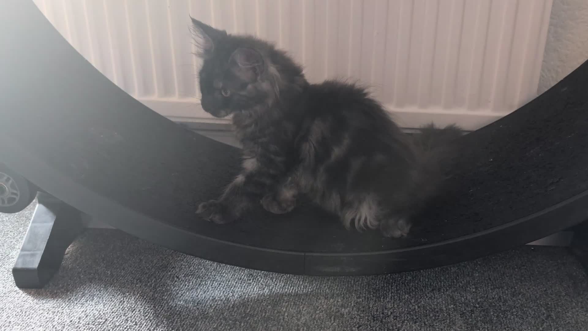 Maine Coon cats for sale: Large kittens growing nicely  - Video 2