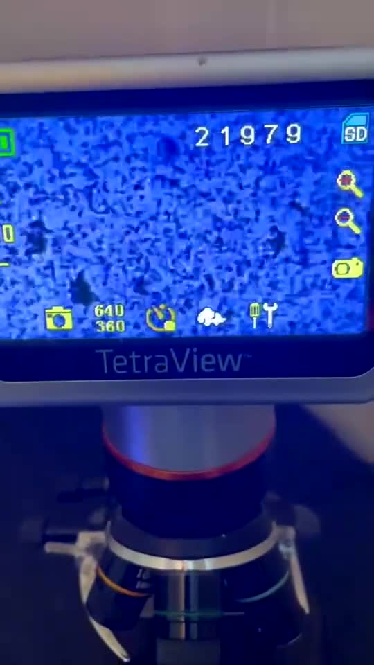 American Bully dogs for stud: Micro exotic open for stud  in Wirral - Video 1