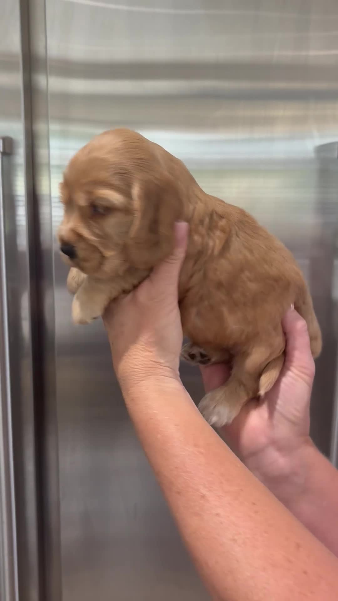 Cocker Spaniel dogs for sale: Beautiful show cocker spaniel pups  - Video 2