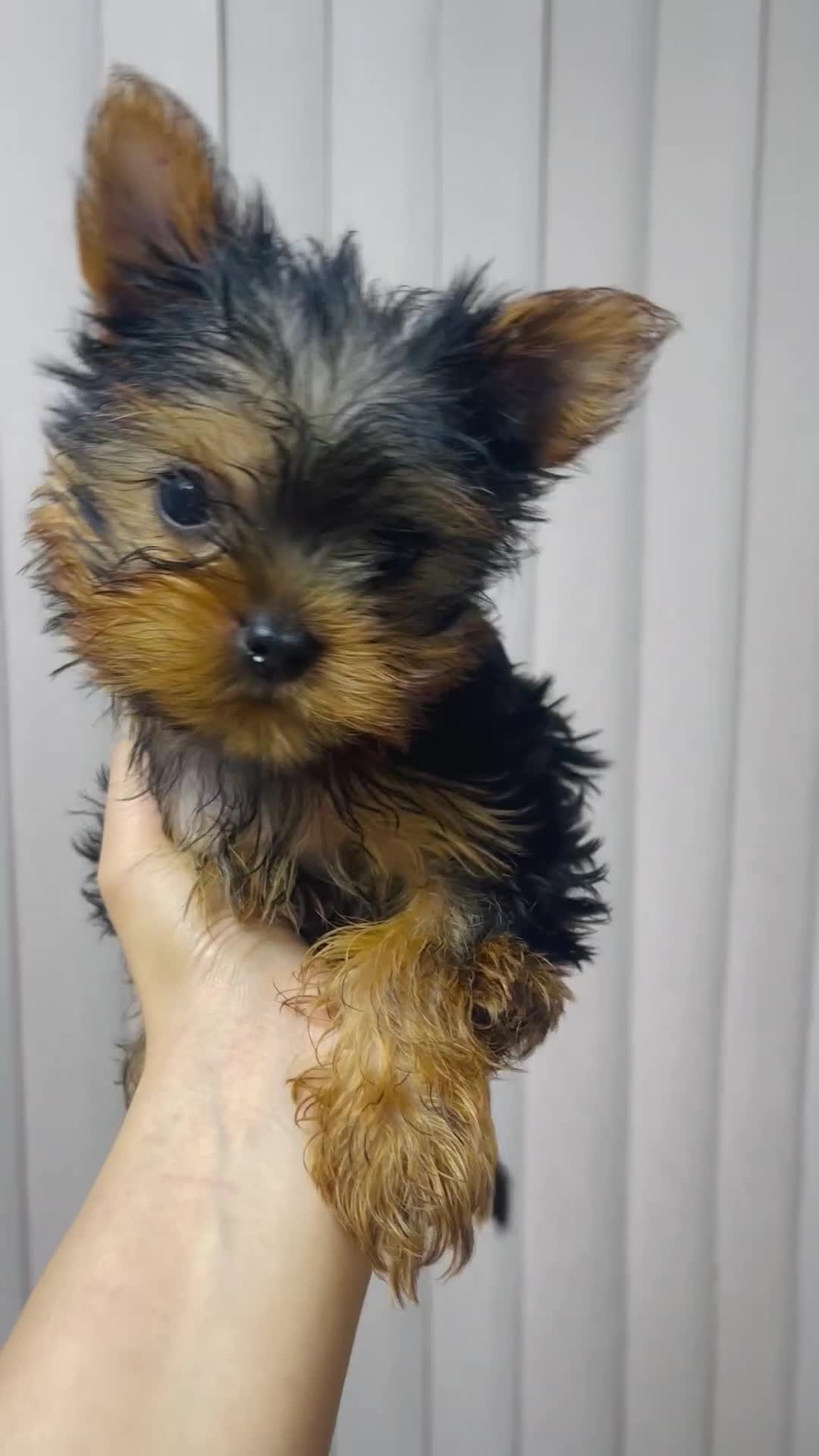 Yorkshire Terrier dogs for sale: 1 SUPER MINI BOY - Video 4