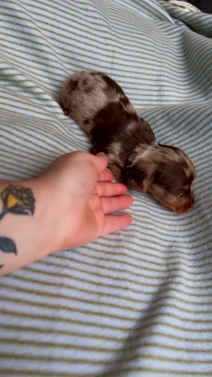 Miniature Dachshund dogs for sale: Miniature long haired dachshund  in Leeds - Video 2