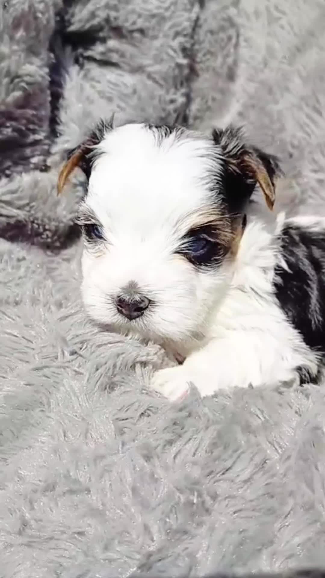 Biewer Terrier dogs for sale: Last Beautiful Biewer Boy left❤️ - Video 2