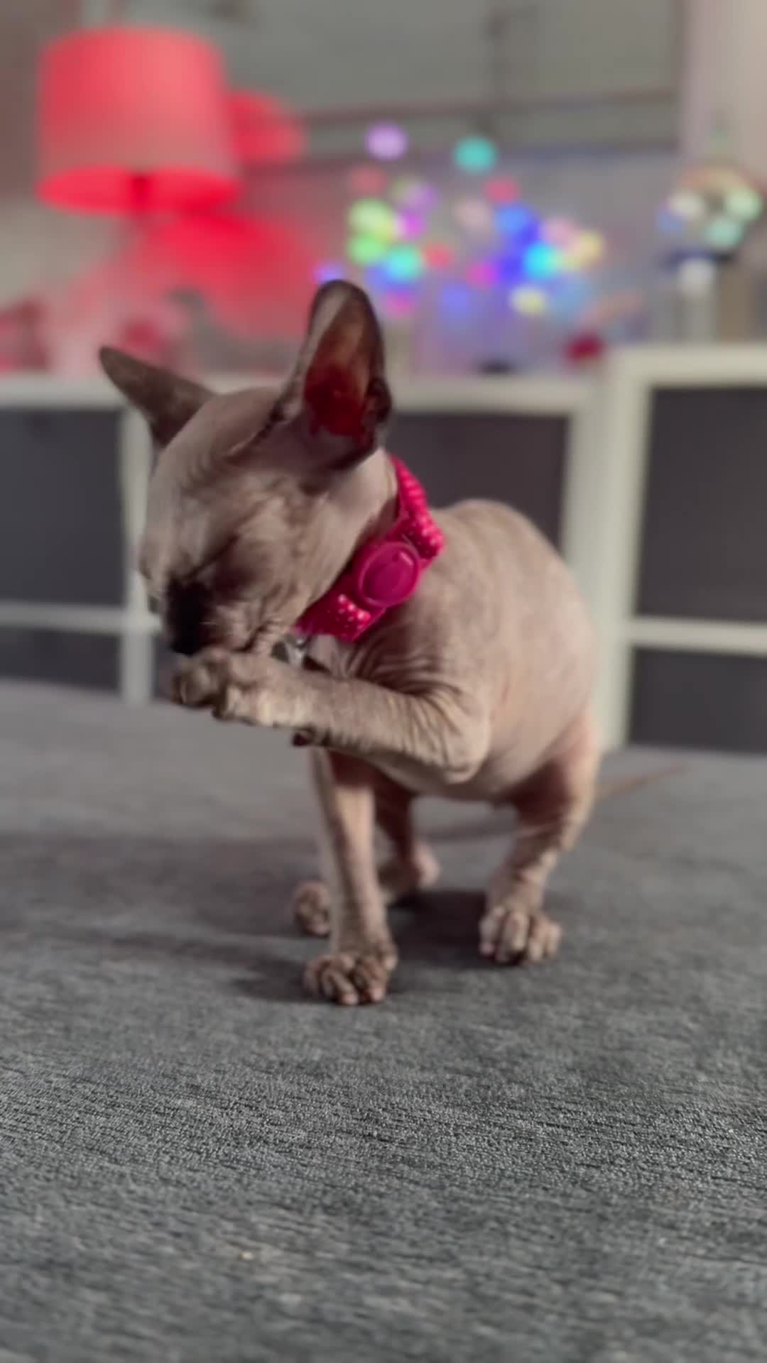 Sphynx cats for sale: Spynx kitten  - Video 2