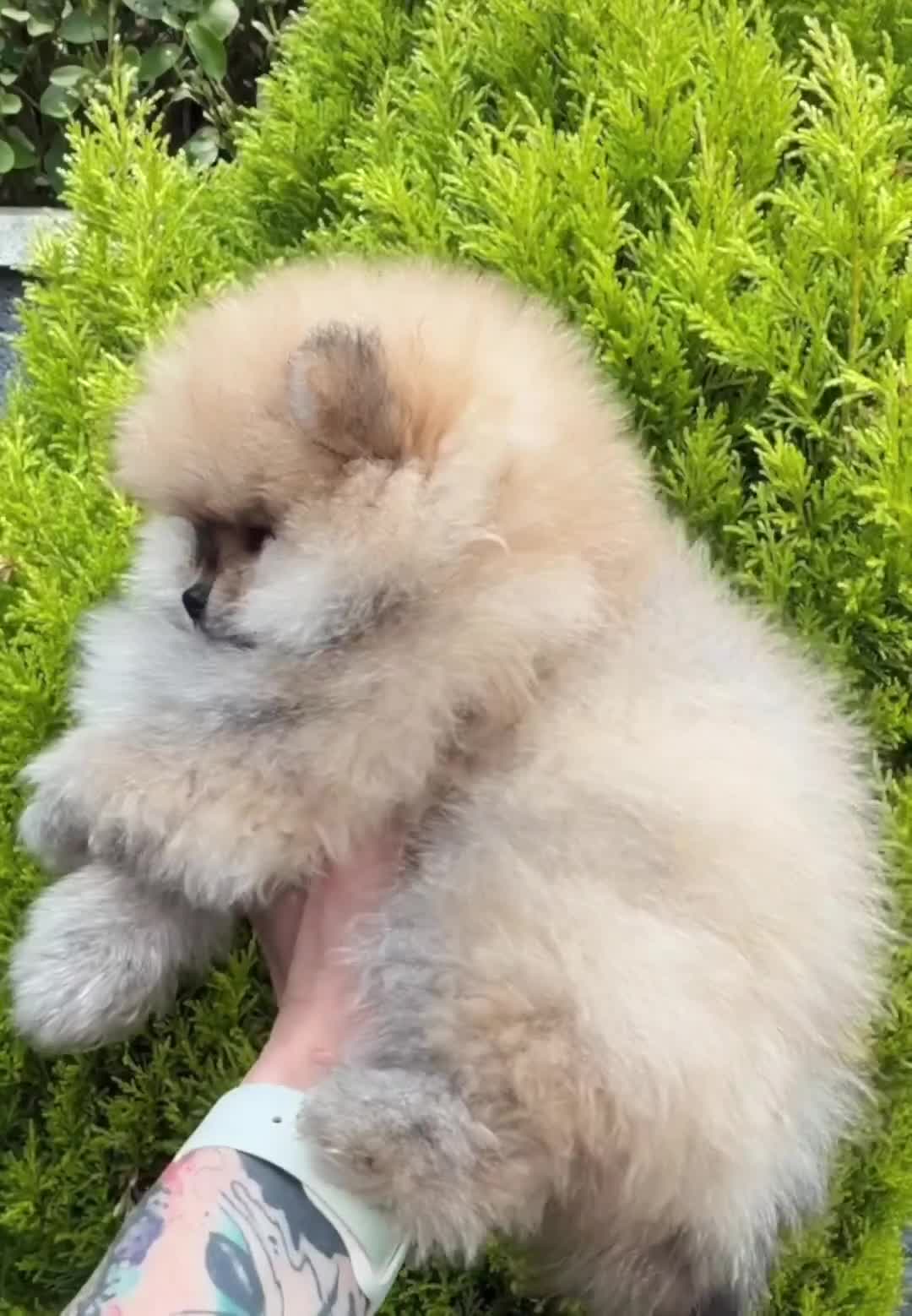 Pomeranian dogs for sale: 🔥     Top Quality Pomeranian Available🧸 - Video 1