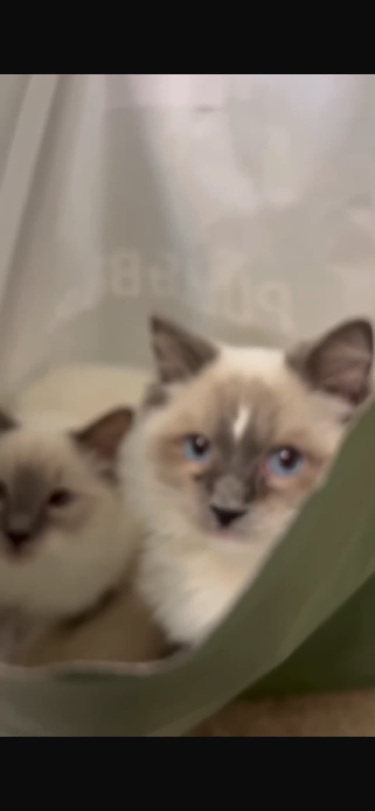 Ragdoll cats for sale: Boy and girl Ragdoll  - Video 2
