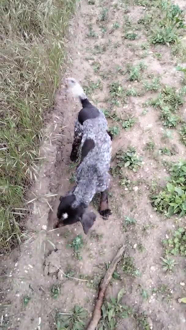 Cocker Spaniel dogs for stud: introducing sammy to the ladies in Diss - Video 3