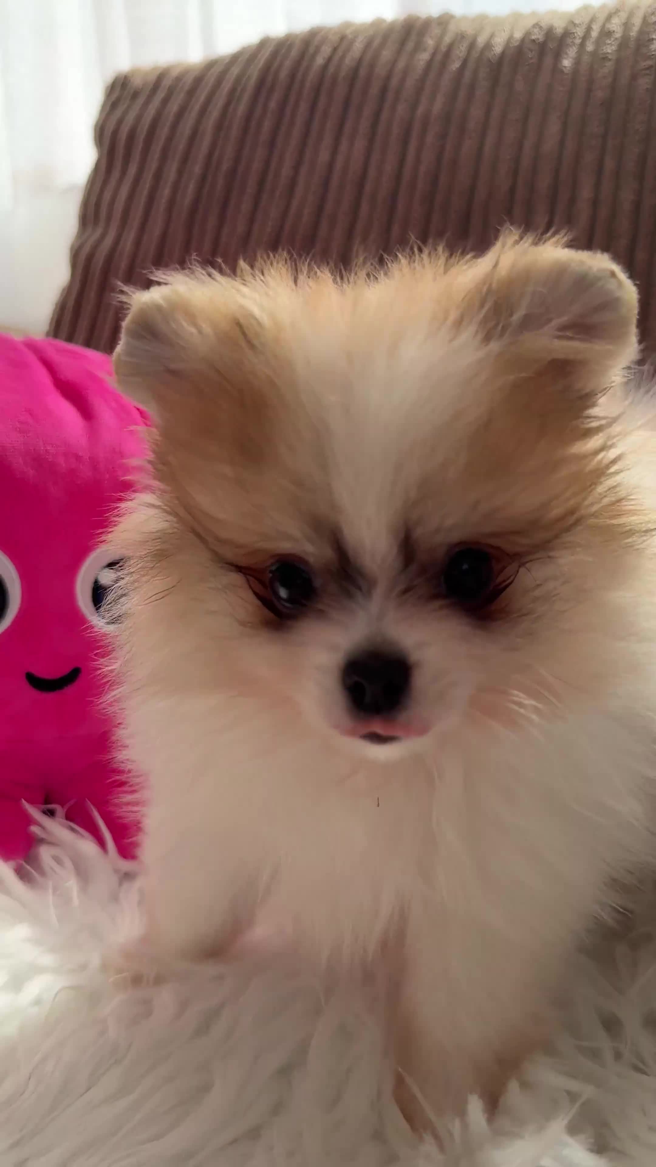 Pomeranian dogs for sale: Only one tiny Pom girl left in Ely - Video 2