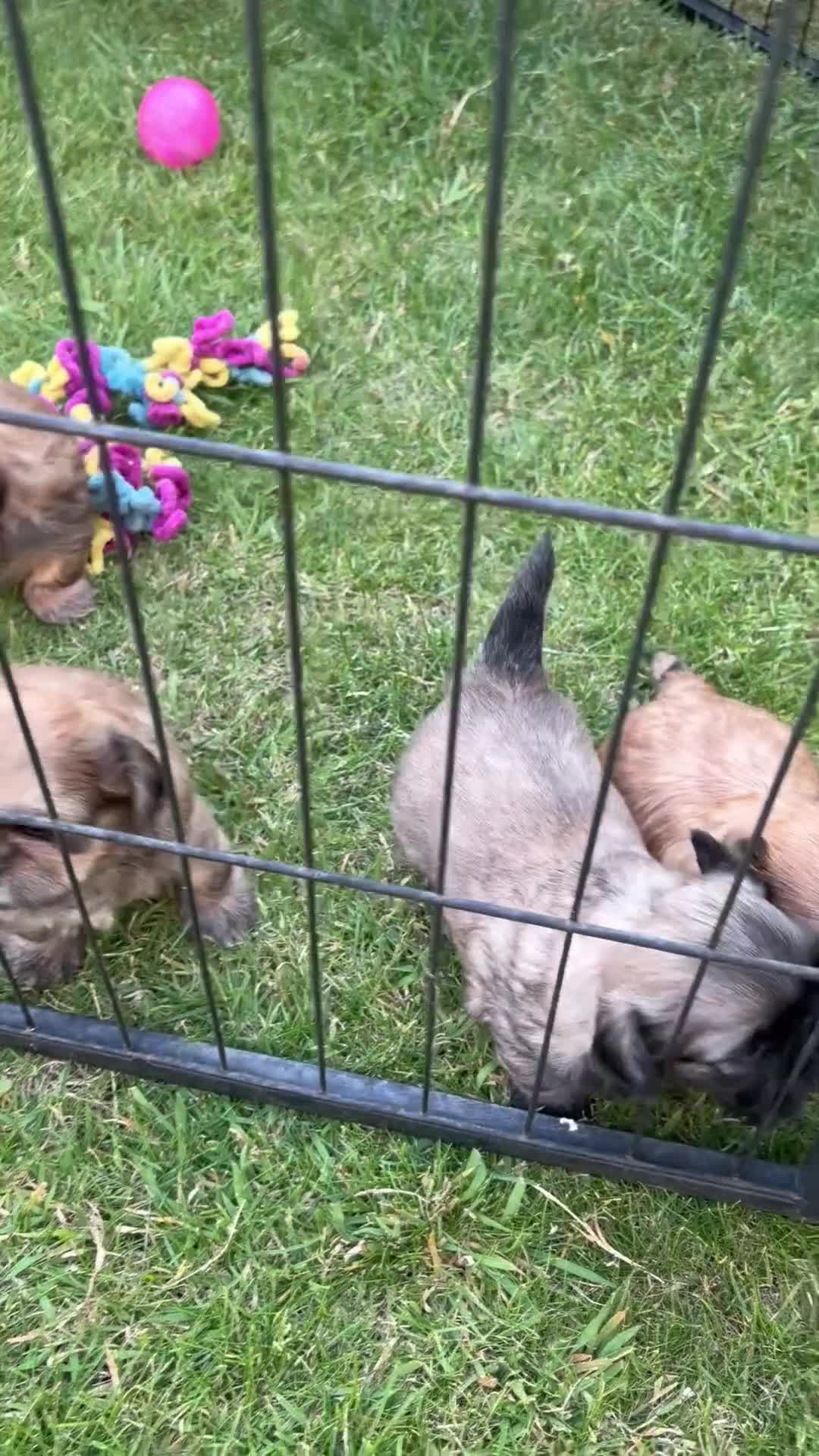 Shih Tzu dogs for sale: Incredibly loved Shih Tzu puppies  - Video 1