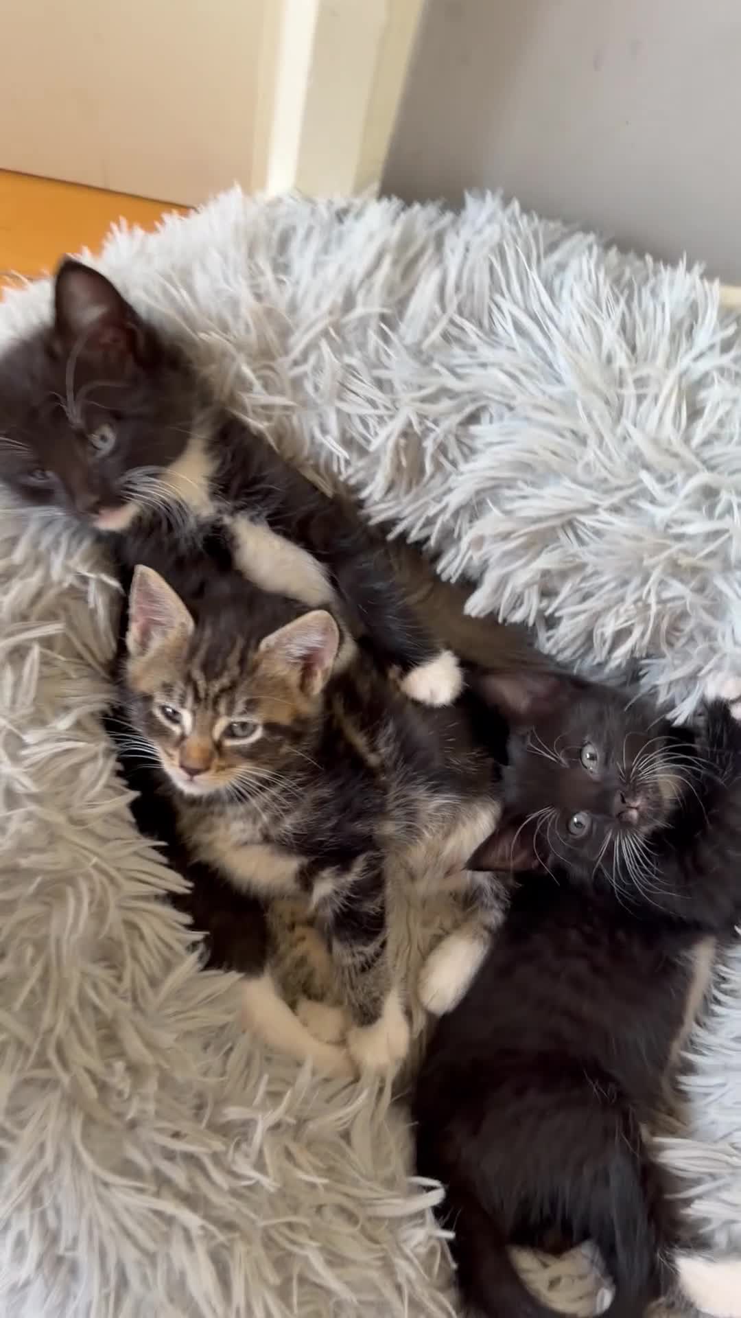Mixed Breed cats for sale: Maine Coon X - Video 1