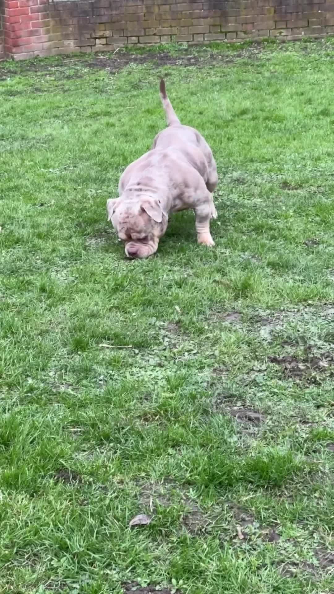 American Bully dogs for sale: REAL QUALITY BULLYS  - Video 1