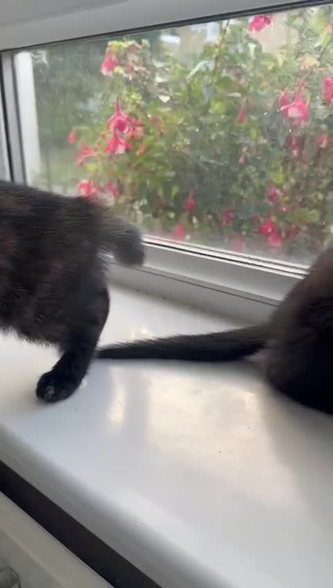 Bengal cats for sale: 6 Cross Bengal Kittens - Video 1