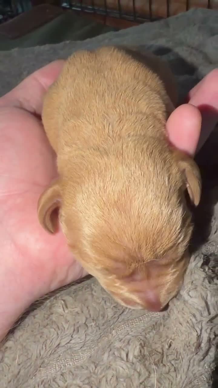 Mixed Breed dogs for sale: Fox Red Labrador / Hungarian Vizsla pups  - Video 1