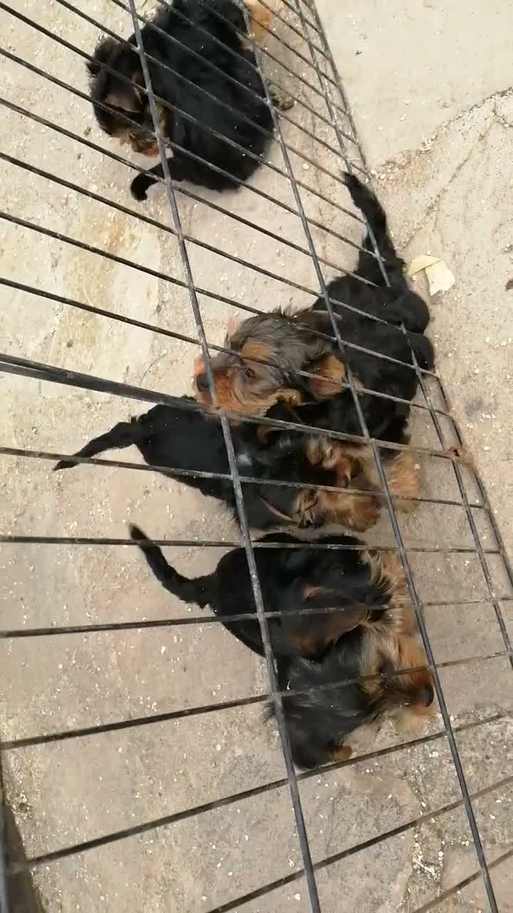 Yorkshire Terrier dogs for sale: Beautiful Pure Yorkshire Terrier Bitch puppies. - Video 1