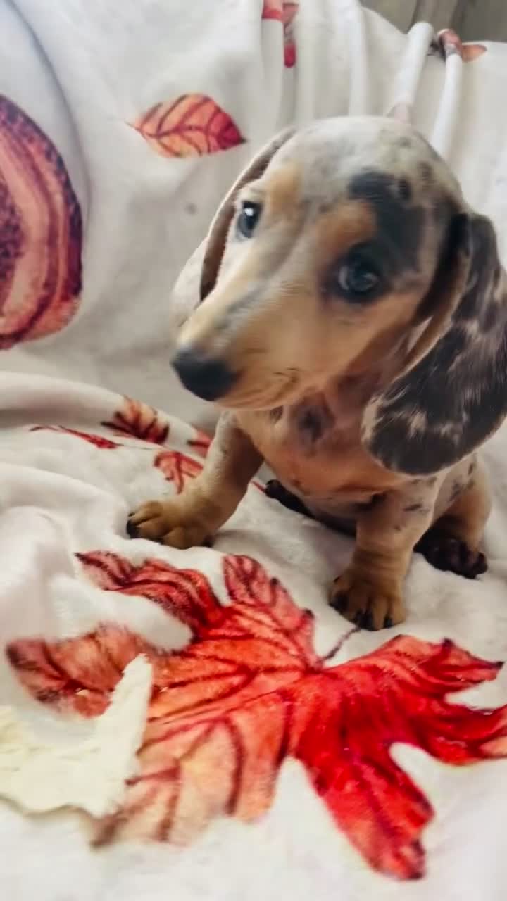 Miniature Dachshund dogs for sale: Miniature dachshunds - Video 1