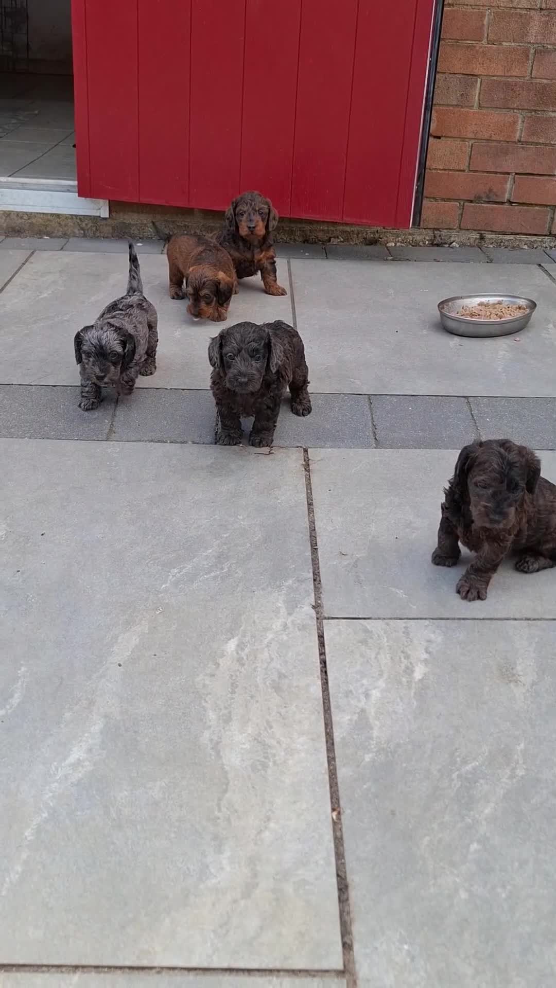 Doxiepoo dogs for sale: Mini-Wire Dachshund x Asian Toy Poodle puppies - Video 2