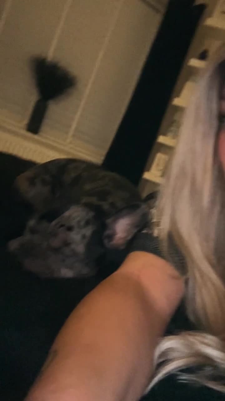 French Bulldog dogs for stud: MERLE & TAN FRENCH BULLDOG STUD in Highbridge - Video 1