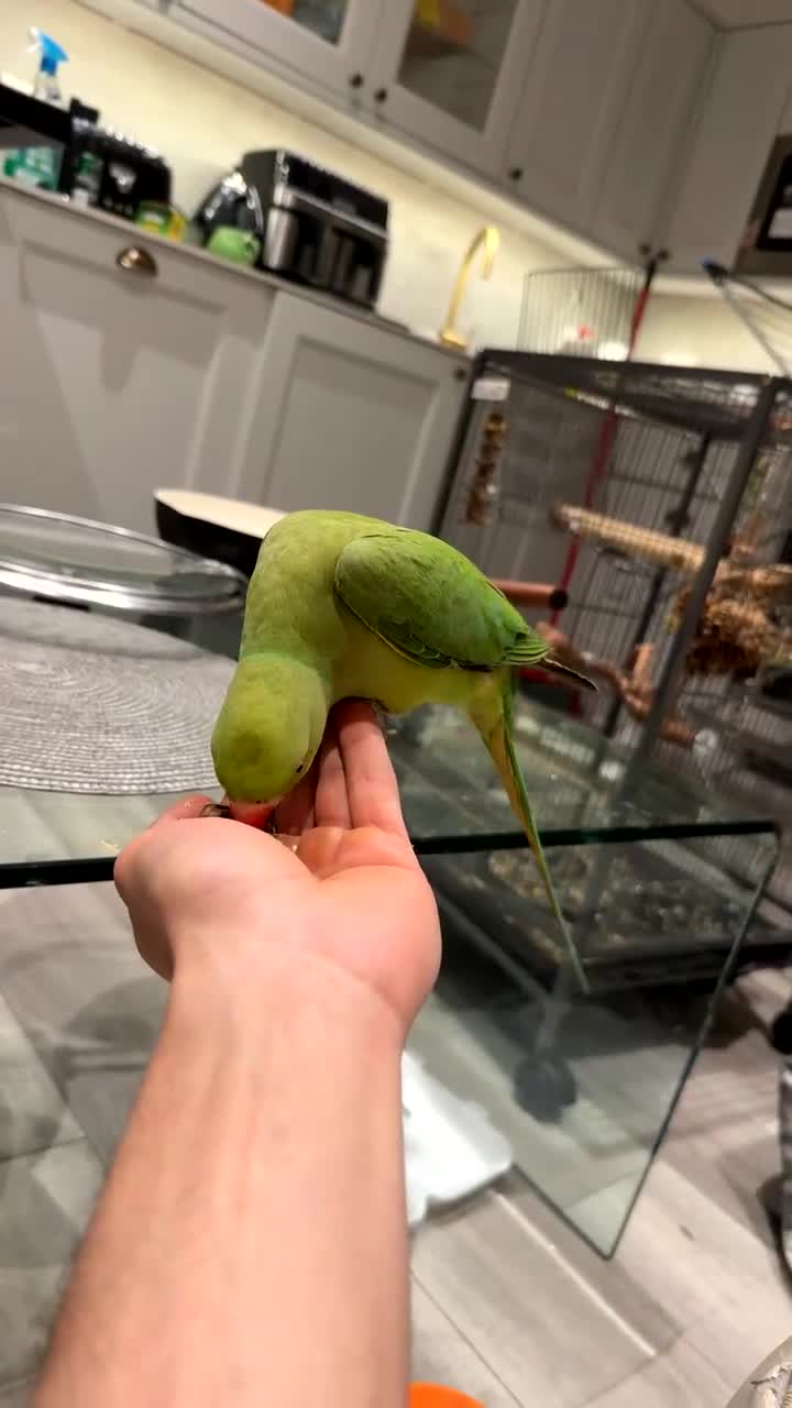 Ringnecks birds for sale: HAND TAMED RINGNECK FOR SALE in Bournemouth - Video 2