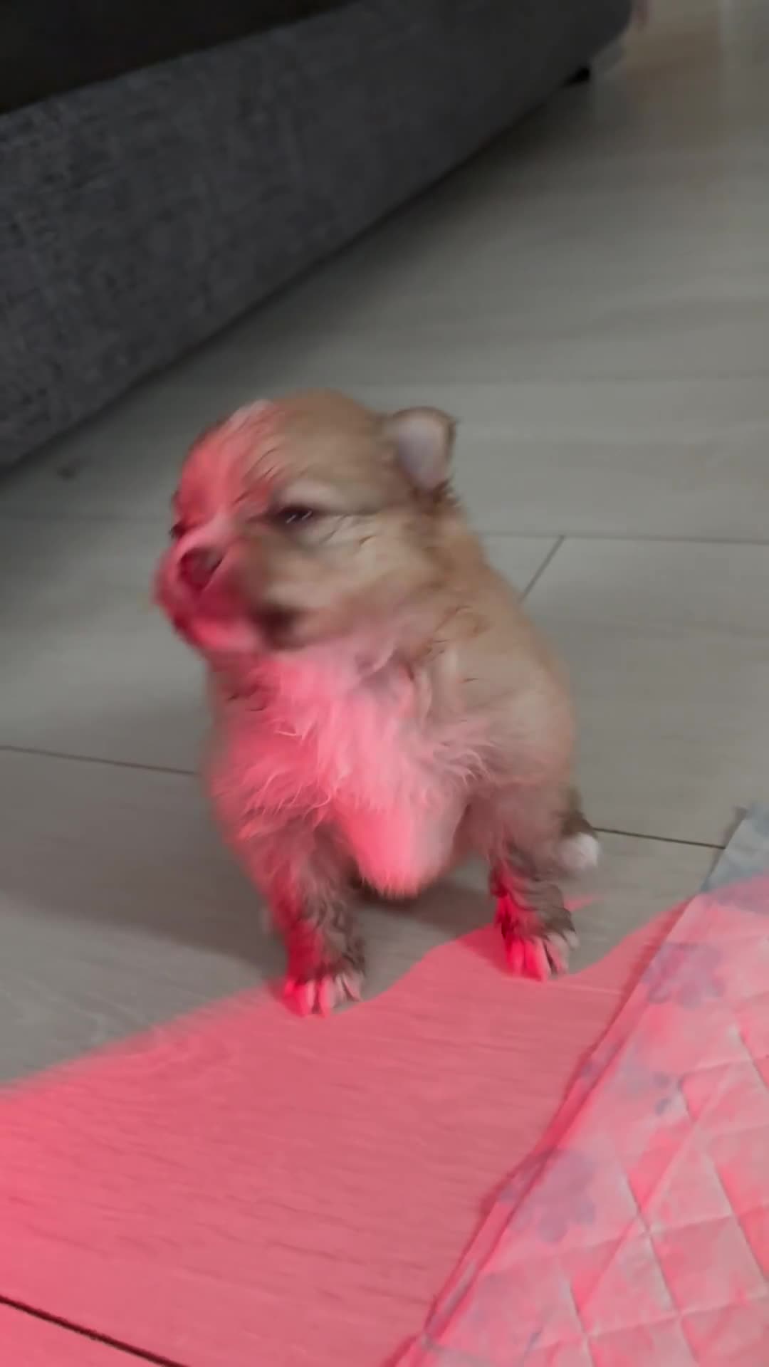 Pomeranian dogs for sale: Beautifu Litter- Russian/Chi Tien Pomeranian Pups - Video 4