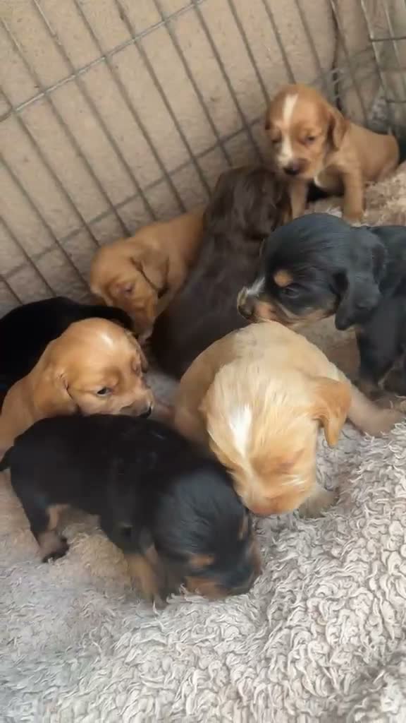 Cocker Spaniel dogs for sale: 💙7 BEAUTIFUL BOY PUPPIES. 3 WEEKS OLD💙 - Video 3