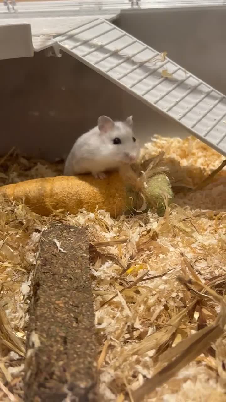 Hamster rodents for sale: Dwarf hamster  - Video 1