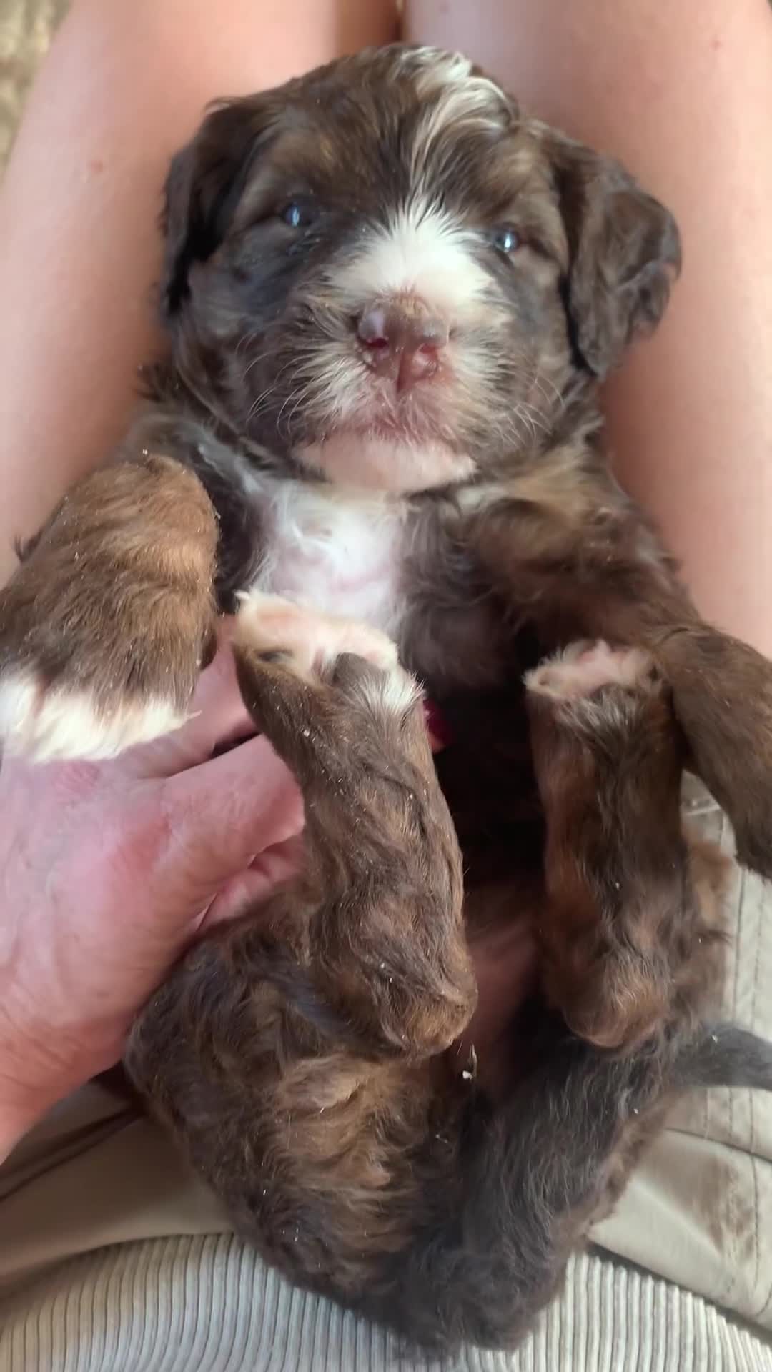 Bernedoodle dogs for sale: Standard Size Bernedoodle  - Video 4