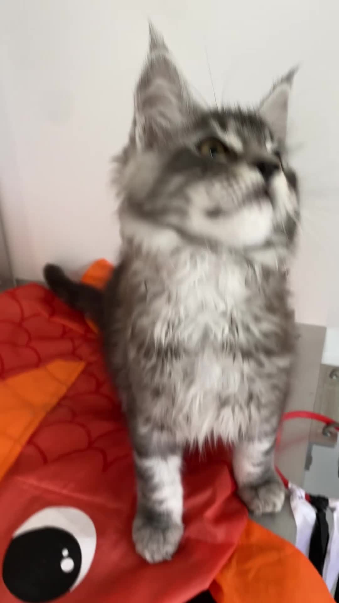 Maine Coon cats for sale: GCCF registered Maine Coons - Video 2