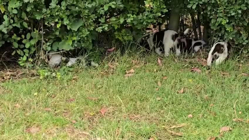 English Springer Spaniel dogs for sale: Working English Springer Spaniel Pups - KC REG - Video 1