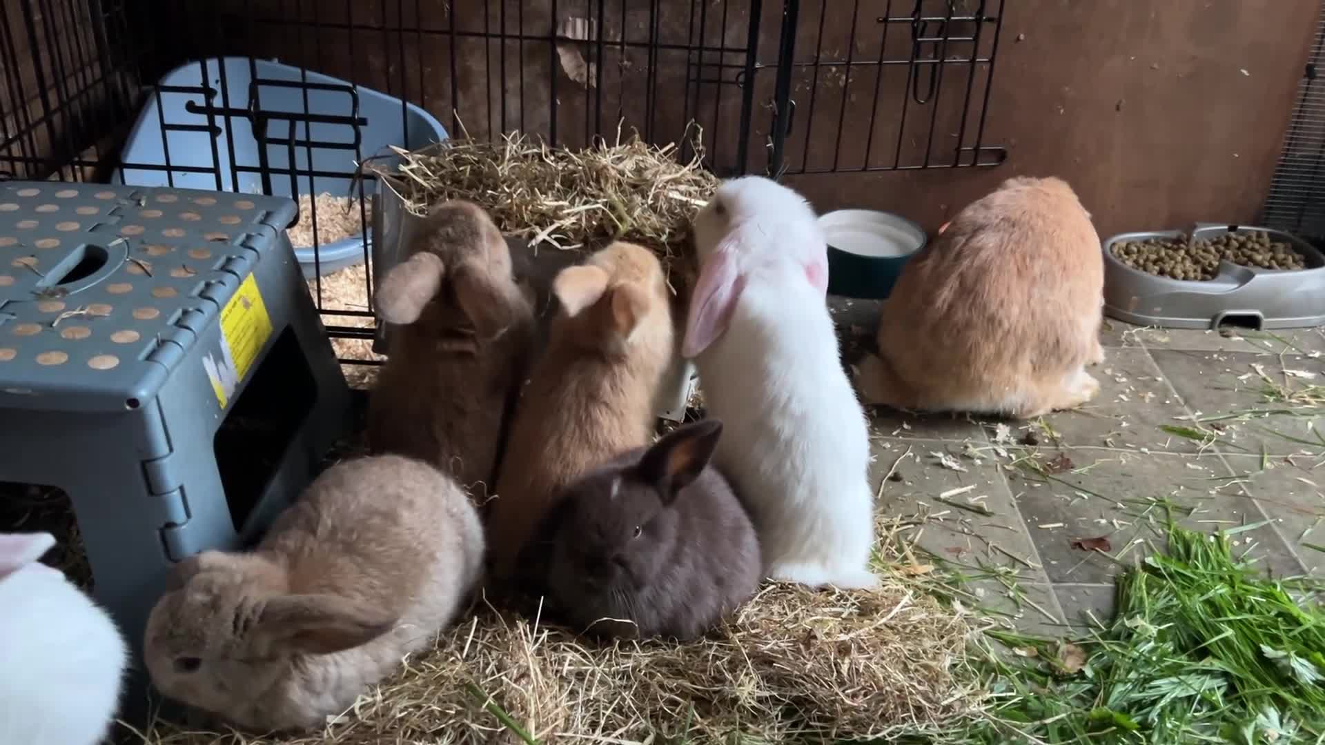 Dwarf Lop rabbits for sale: Dwarf lops ready for forever homes 15th November  - Video 4