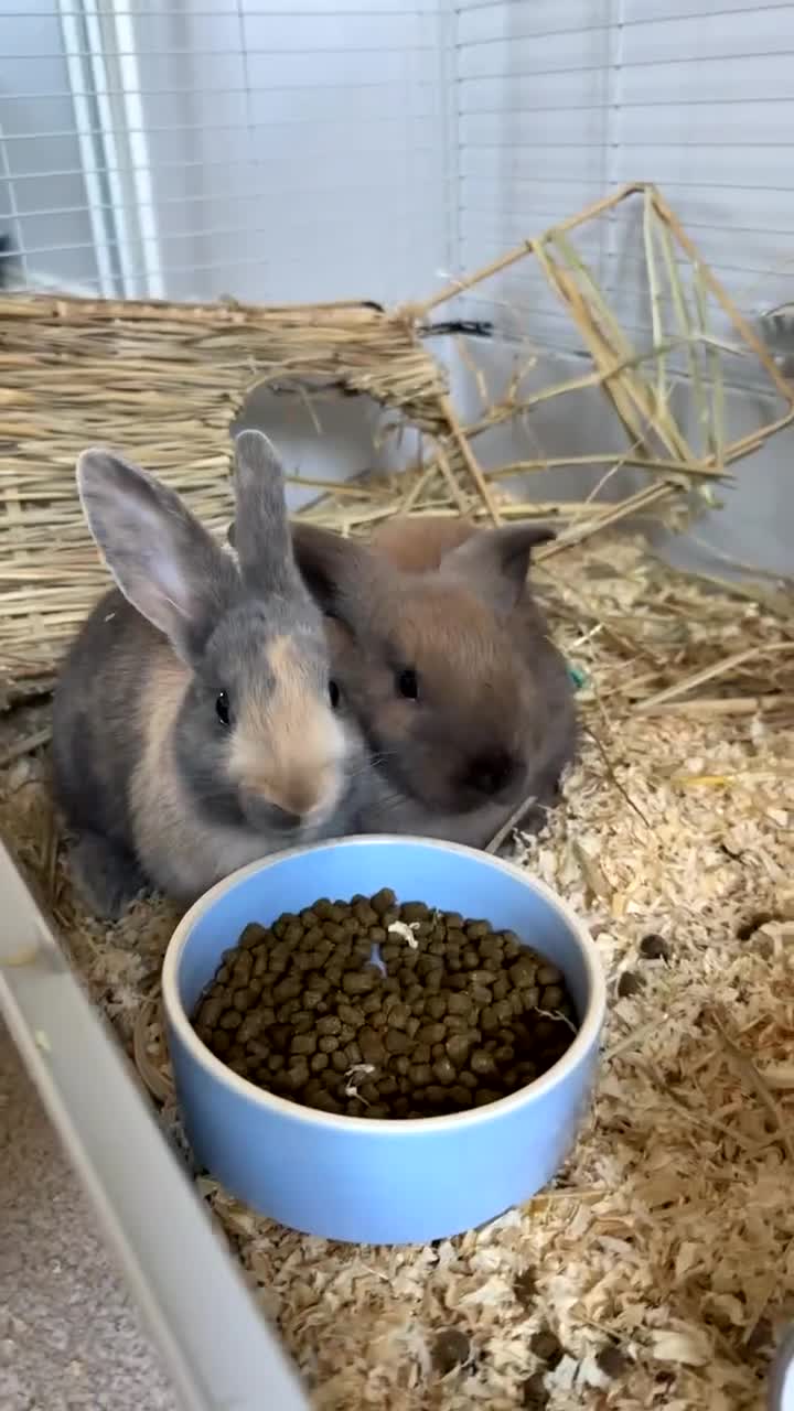 English Lop rabbits for sale: Two bonded neutered male rabbits  - Video 2