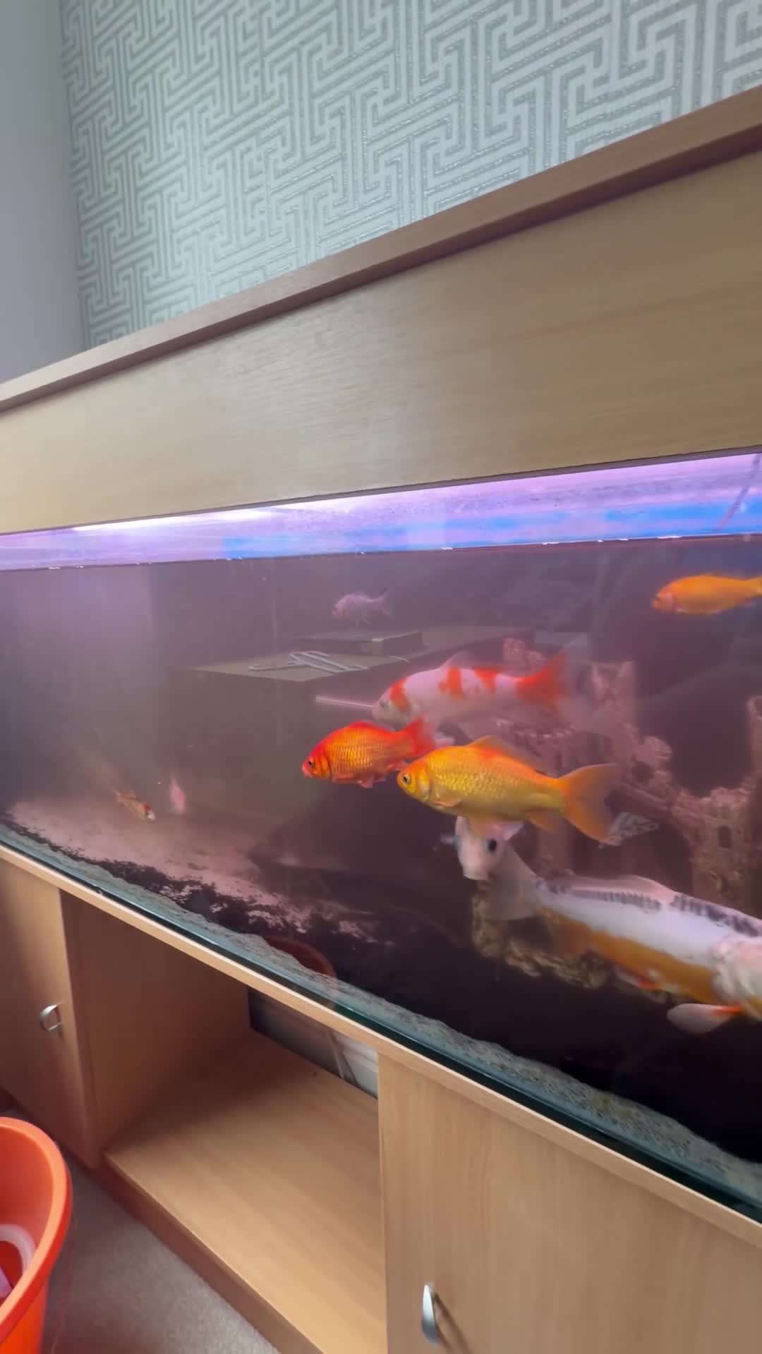 Koi Carp fish for sale: Koi japens - Video 1