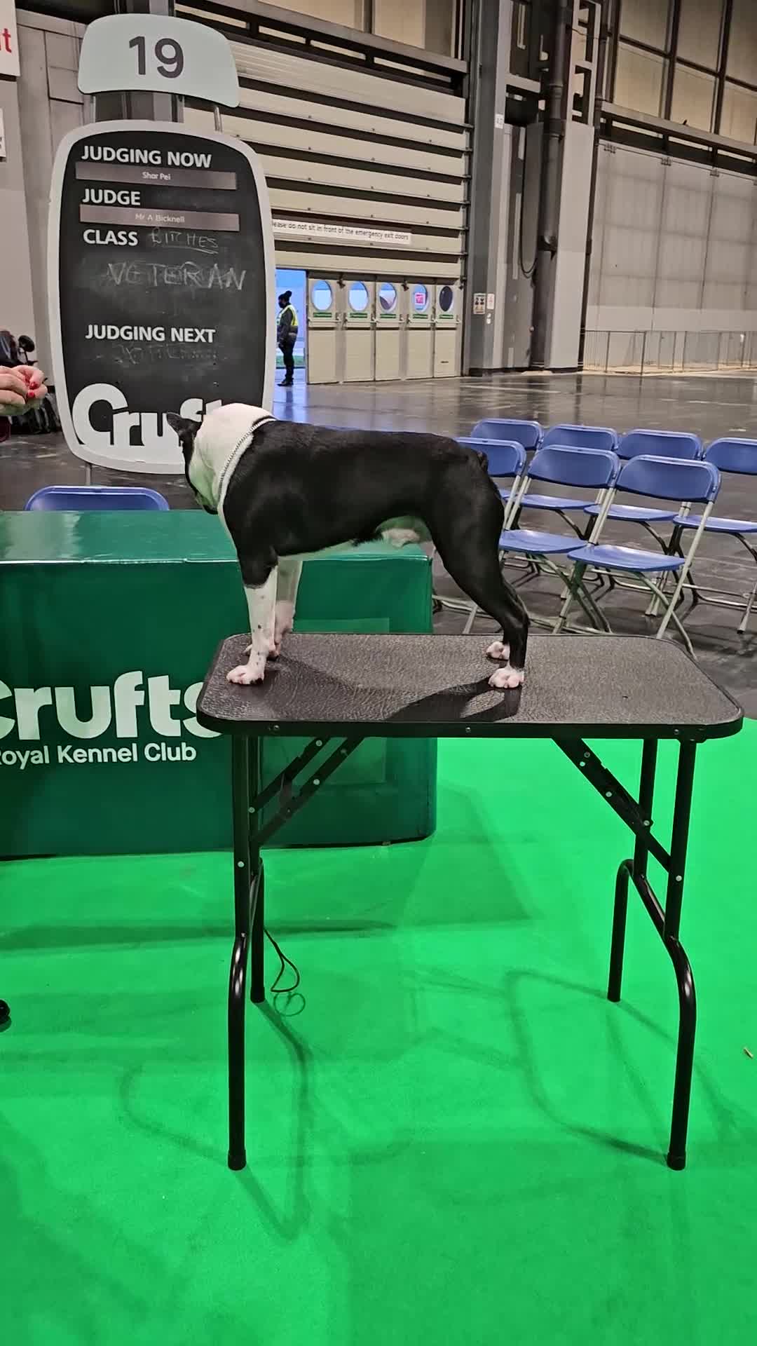 Boston Terrier dogs for stud: Canmoys Boston Coco pops Wildax Rowendale at Stud - Video 1