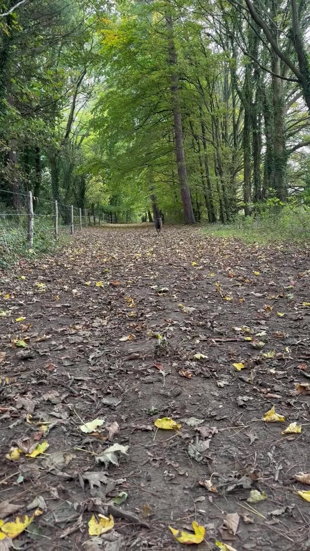 German Shepherd dogs for sale: Male German shepherd 7years - Video 2