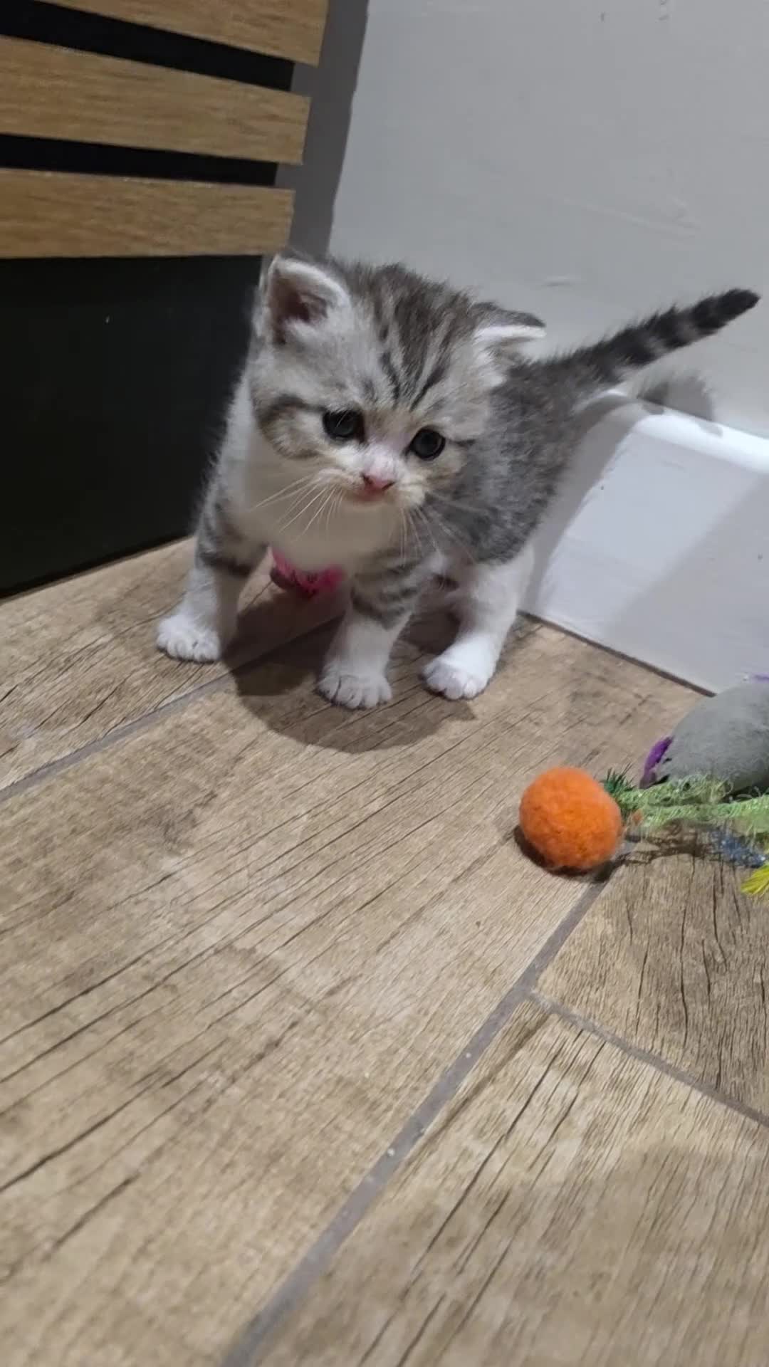 Scottish Fold cats for sale: Beautiful Tica Registered Babies - Video 3
