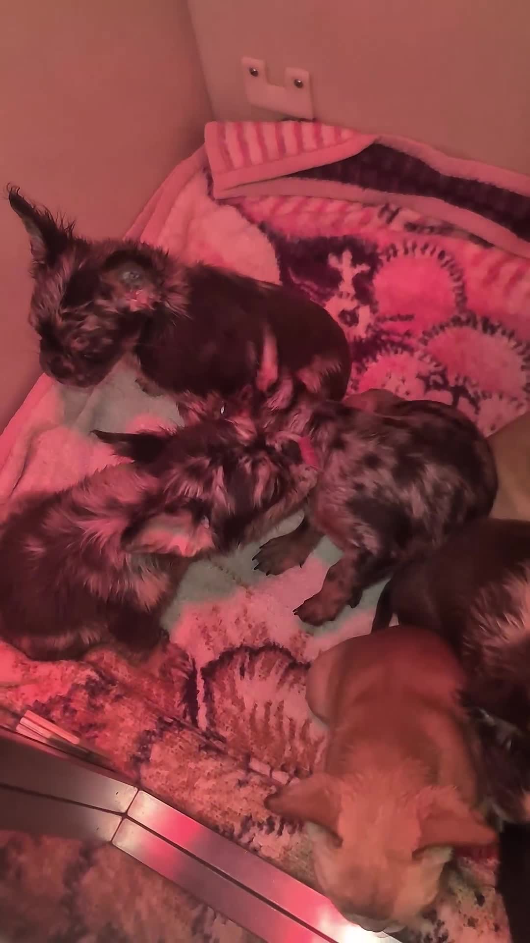 French Bulldog dogs for sale: ✨ Enchanted Frenchie Puppies Ready Now! ✨ - Video 2