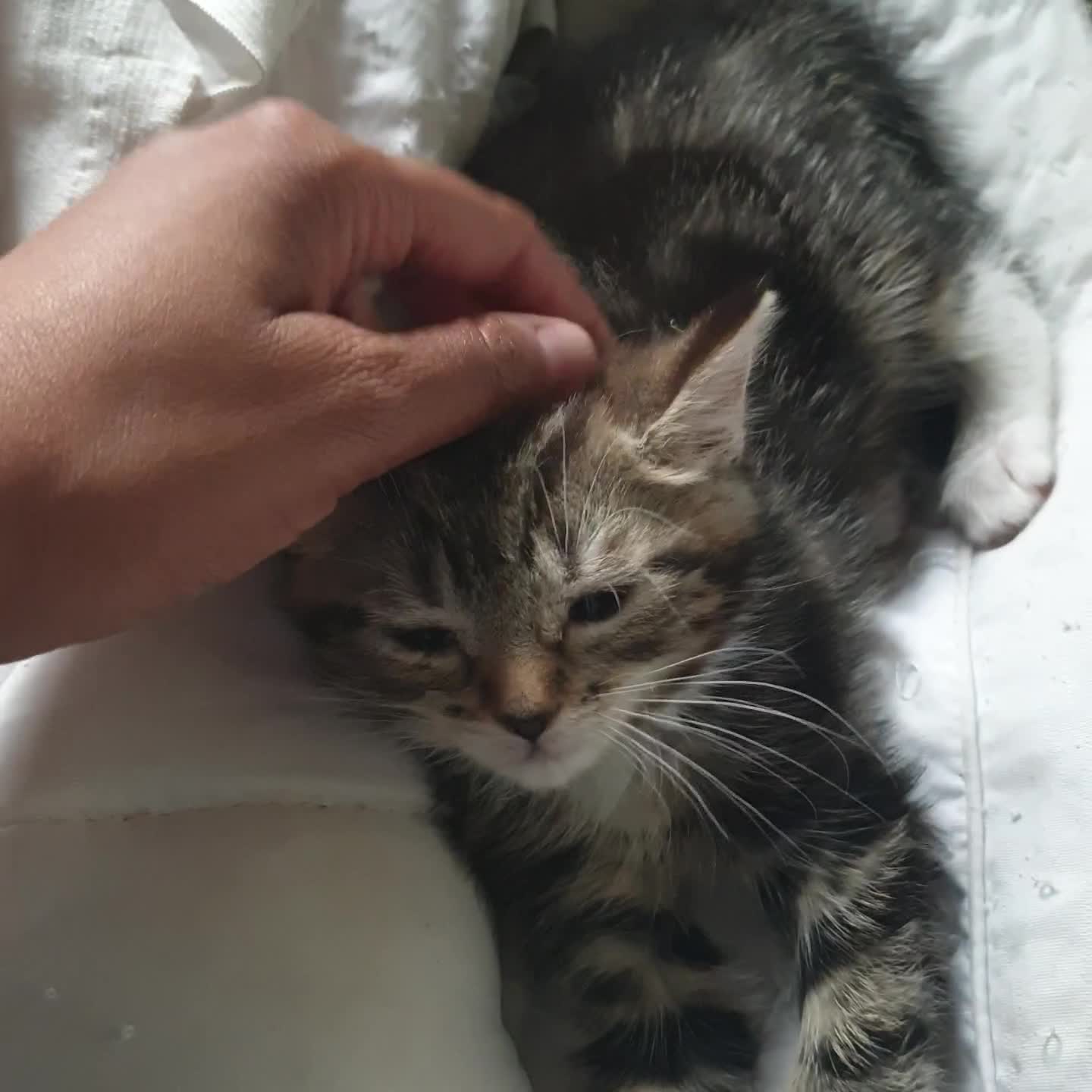 Mixed Breed cats for sale: Lovely kittens  - Video 2