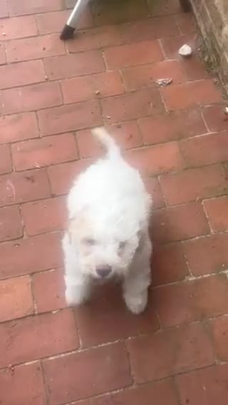 Lagotto Romagnolo dogs for sale: 9 week old bitch puppy  - Video 1