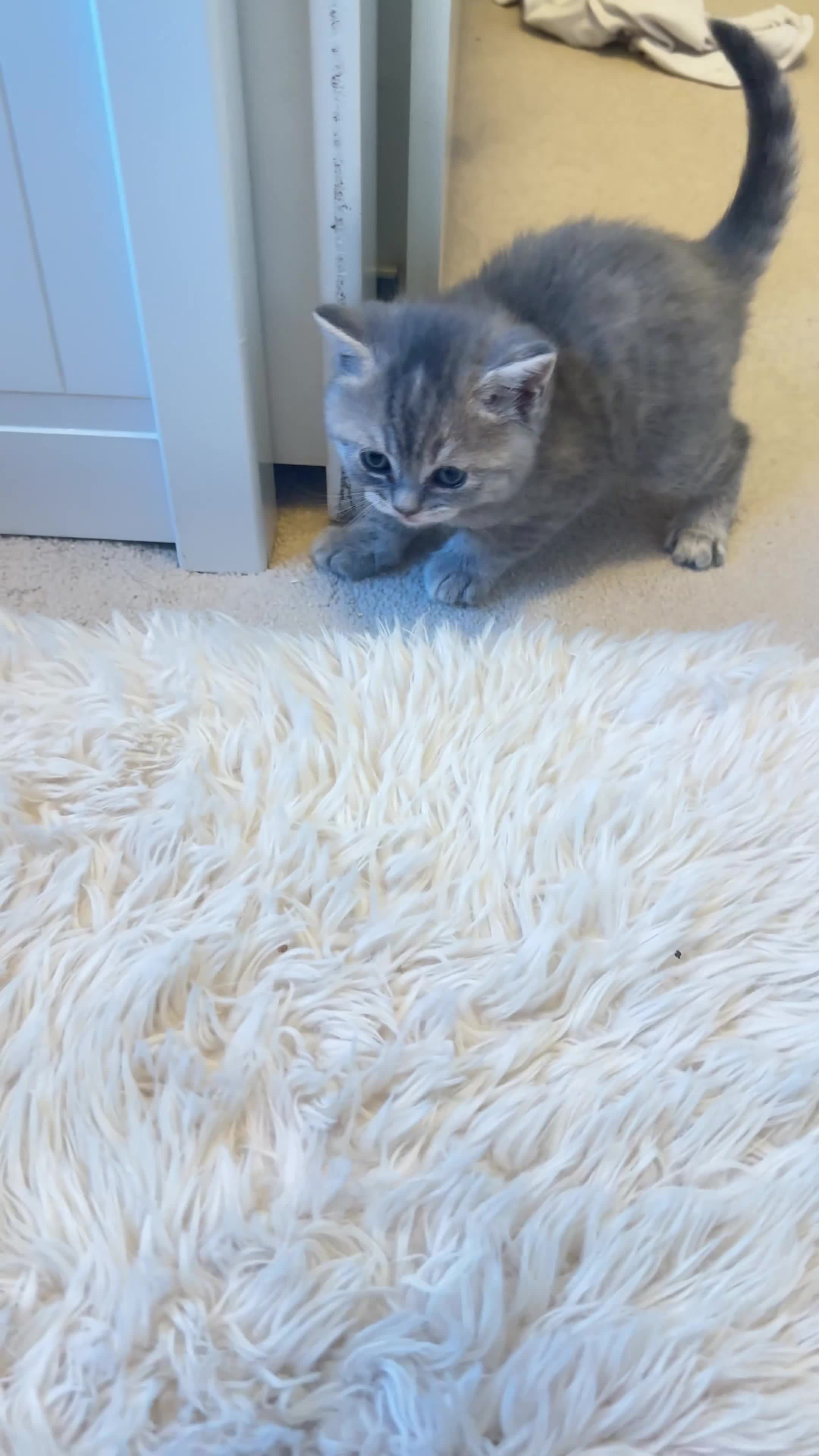 Scottish Fold cats for sale: Scottish fold / Straight kittens  in Nottingham - Video 1