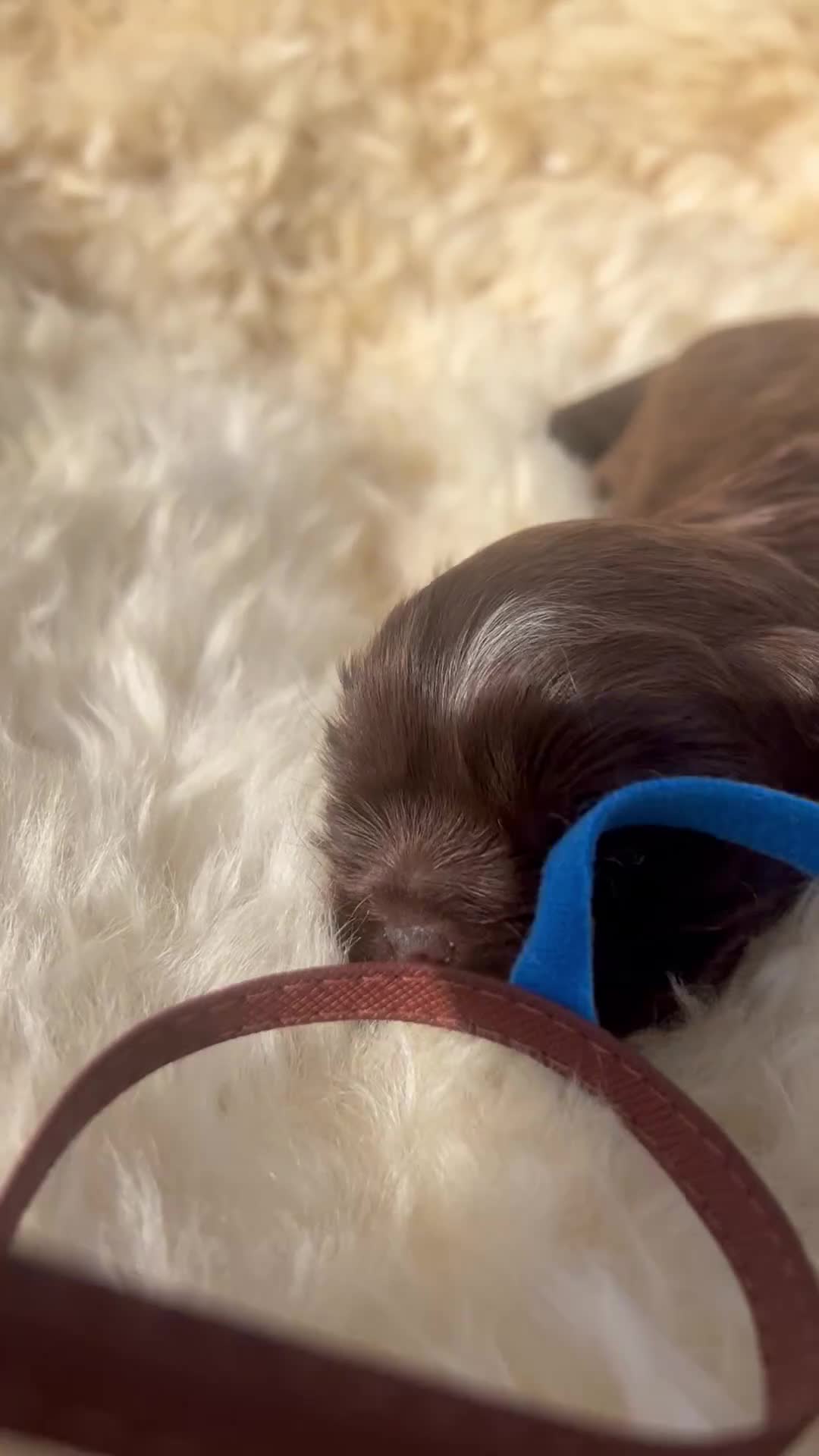 Shih Tzu dogs for sale: Imperial Shihtzu Chocolates - Video 3